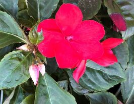 Бальзамин Уоллера Имара F1 розовый купить