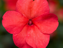 Бальзамин Уоллера Имара F1 салмон купить