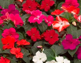 Бальзамин Уоллера Имара F1 смесь купить