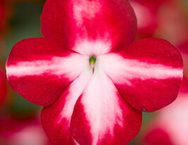 Бальзамин Уоллера Имара F1 красная звезда купить