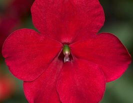 Бальзамин Уоллера Имара F1 красный купить