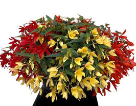 Бегония боливийская Груви F1 смесь купить