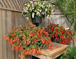 Бегония боливийская Сан Сити F1 смесь купить