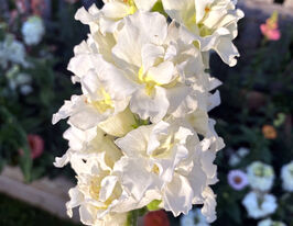 Львиный Зев садовый Мадам Баттерфляй F1 айвори купить