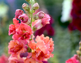 Львиный Зев Мадам Баттерфляй F1 бронзовый купить