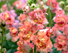 Львиный Зев Мадам Баттерфляй F1 бронзовый биколор купить