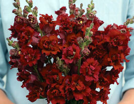 Ротики садові Мадам Батерфляй F1 рожево-бронзовийкупити