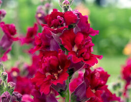 Львиный Зев Мадам Баттерфляй F1 красный купить