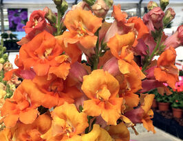 Ротики махрові Твінні F1 бронзовий з прожилкамикупити