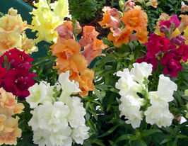 Ротики махрові Твінні F1 сумішкупити