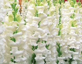 Львиный Зев садовый Опус F1 белый купить