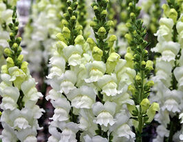 Львиный Зев садовый Опус F1 белый фреш купить