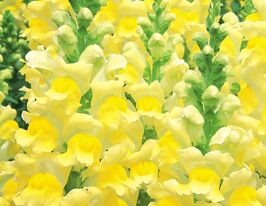 Львиный Зев садовый Опус F1 желтый купить