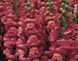 Львиный Зев садовые Опус F1 лавандовый купить