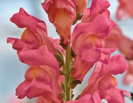 Львиный Зев садовые Опус F1 пинк купить