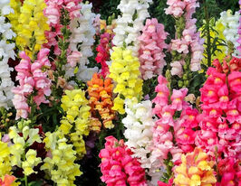 Львиный Зев садовые Опус F1 смесь купить