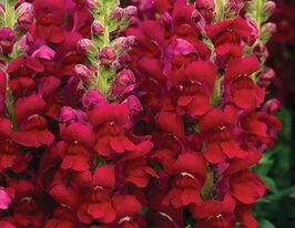 Львиный Зев садовые Опус F1 красный купить