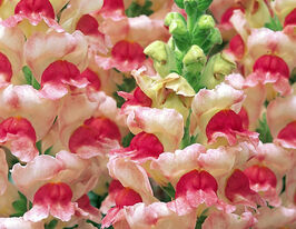 Львиный Зев садовые Опус F1 яблоневый цвет купить