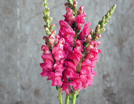 Львиный зев садовый (на срез) Потомак F1 черри розе купить