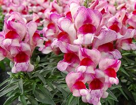 Львиный Зев садовый (Антирринум) Снеппи F1 орхид флейм купить