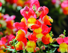 Львиный Зев садовый (Антирринум) Снеппи F1 оранжево-желтый купить