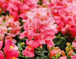 Львиный Зев садовый (Антирринум) Снеппи F1 розовый купить