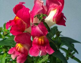 Львиный Зев садовый (Антирринум) Снеппи F1 роуз биколор купить