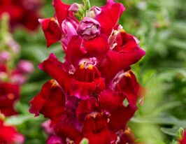 Львиный Зев садовый (Антирринум) Снеппи F1 фиолетовый купить