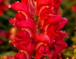 Львиный Зев садовый (Антирринум) Снеппи F1 черри купить