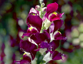 Львиный Зев низкорослый (Антирринум) Снептини F1 бургунди биколор купить