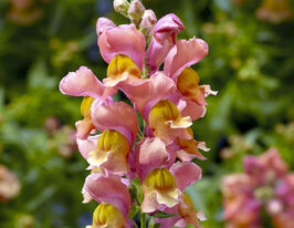 Львиный Зев низкорослый (Антирринум) Снептини F1 персиковый купить