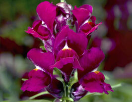 Львиный Зев низкорослый (Антирринум) Снептини F1 персиковый купить