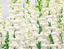 Львиный зев садовый Увертюра F1 белый купить