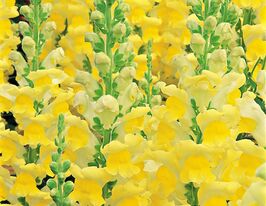 Львиный зев садовый Увертюра F1 желтый купить