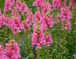 Львиный зев садовый Увертюра F1 пинк купить