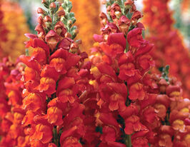 Львиный зев садовый Увертюра F1 оранжевый купить