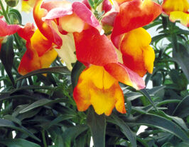 Ротики низькорослі (Антіррінум) Флорал Шоуер F1 апрікоткупити