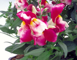 Ротики низькорослі (Антіррінум) Флорал Шоуер F1 вайн біколоркупити