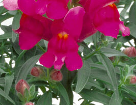 Ротики низькорослі (Антіррінум) Флорал Шоуер F1 лілаккупити