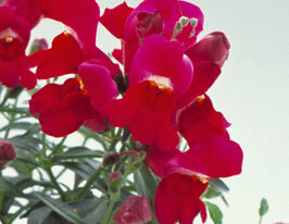 Ротики низькорослі (Антіррінум) Флорал Шоуер F1 пурпуровийкупити