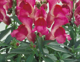 Ротики низькорослі (Антіррінум) Флорал Шоуер F1 фуксіякупити