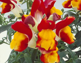 Ротики низькорослі (Антіррінум) Флорал Шоуер F1 червоно-жовтийкупити