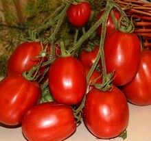 Томат Итальянский Анжелины (Angelina`s Itallian) купить