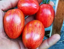 Томат Тоннелет (Tonnelet) купить