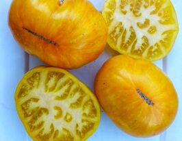 Томат Жовте сяйво (Yellow radiance) купити