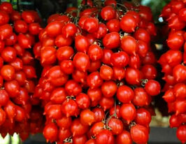 Томат Пенолло дель везувіо (Pienno del vesuvio)купити