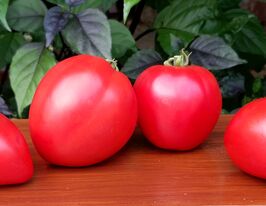 Томат Карлик Червоне серце (Dwarf Red Heart)купити