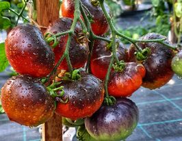 Томат Индиго яблоко (Яблоко цвета Индиго) (Indigo Apple) купить