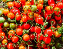 Томат Дика вишня Метта (Matt`s wild Cherry)купити