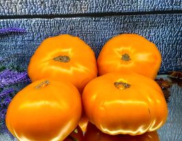 Томат Солодкий апельсин Озарк (Sweet Ozark orange)купити